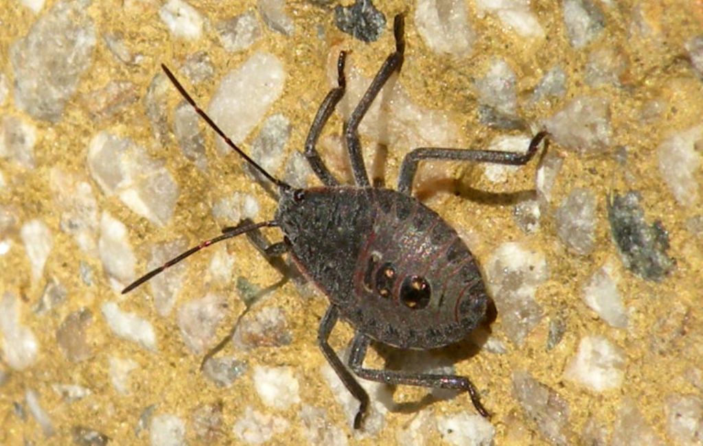 Giovane olimpica_Pentatomidae; Apodiphus amygdali